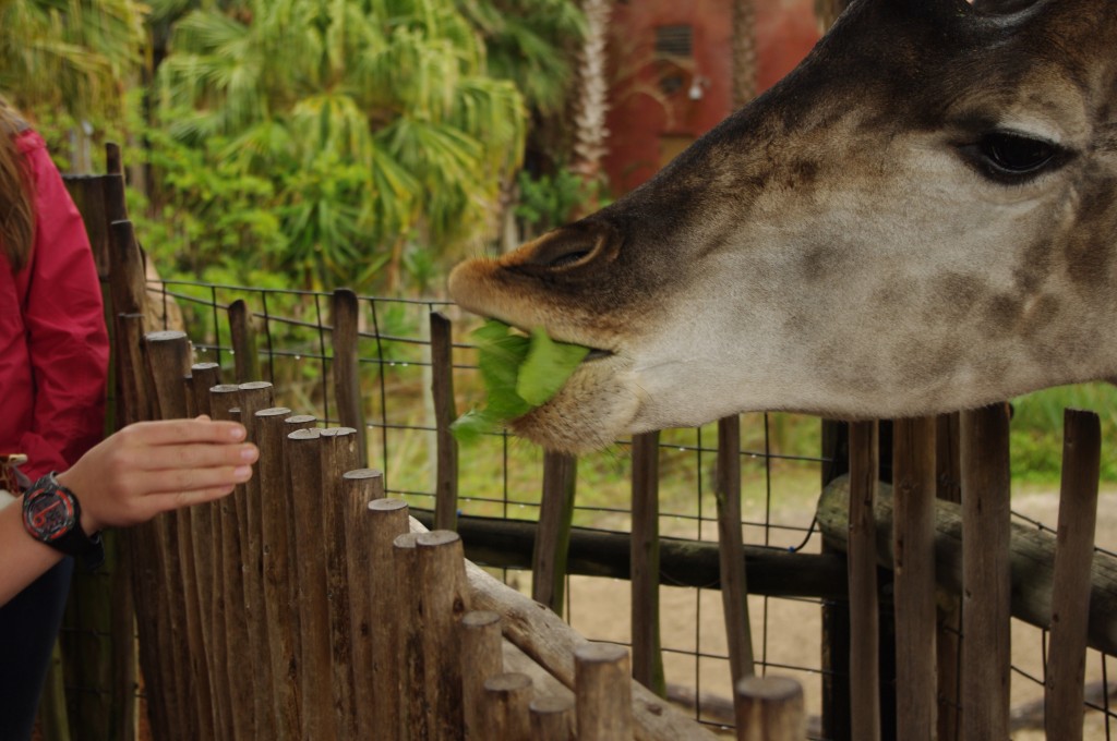 We also fed the giraffes, which is always fun.