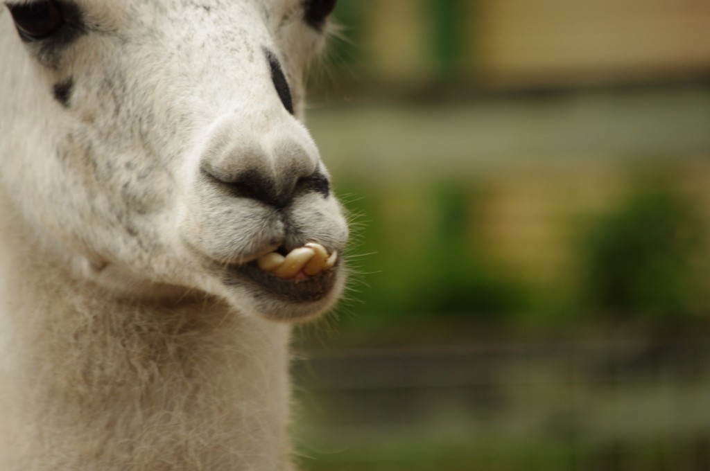 The Llama was in serious need of a good orthodontist.